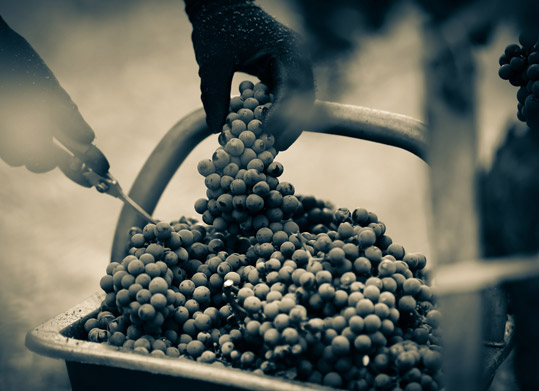 recolte-de-raisin-frais site-vitrine-par-definition-fiftynine