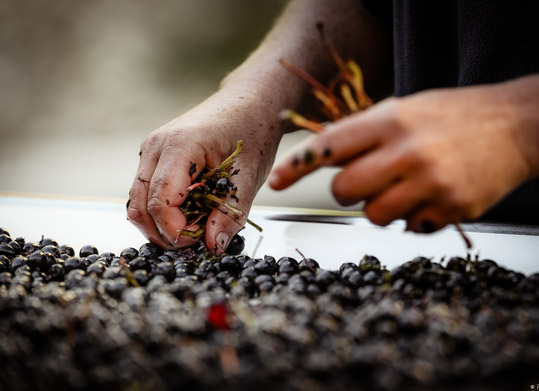 traitement-de-recolte-de-raisin site-vitrine-par-definition-fiftynine